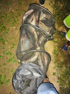 胖头鱼被爆料视频播放在线观看,揭秘背后惊人真相 第1张 胖头鱼被爆料视频播放在线观看,揭秘背后惊人真相 第1张